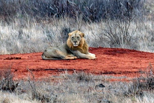 Kenia (339)